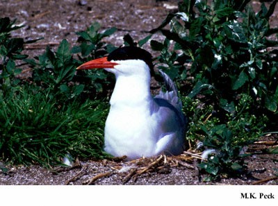 Photo (19): Caspian Tern