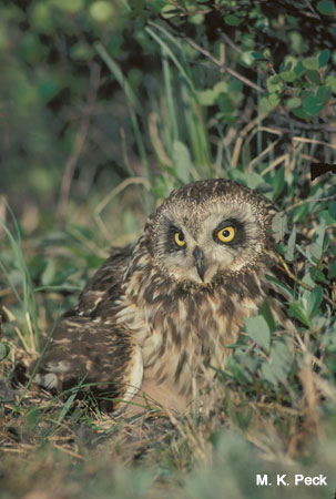 Photo (15): Short-eared Owl