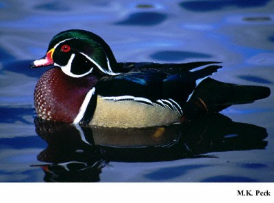 Photo (4): Wood Duck