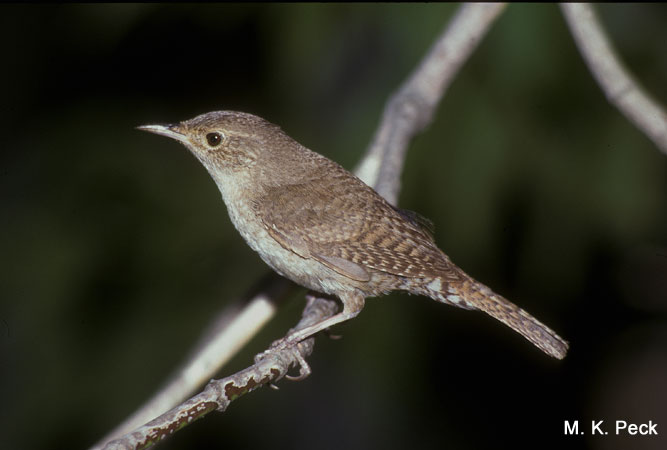 Photo (13): House Wren