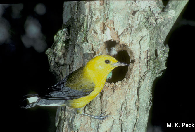 Photo (23): Prothonotary Warbler