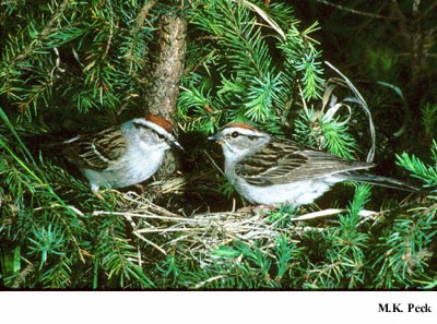 Photo (22): Chipping Sparrow