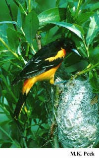 Photo (21): Baltimore Oriole