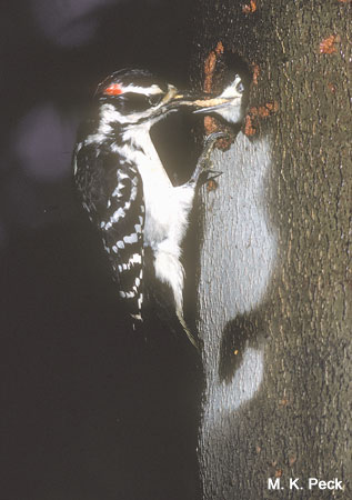 Photo (23): Hairy Woodpecker