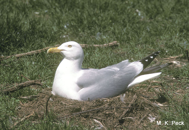 Photo (12): Herring Gull
