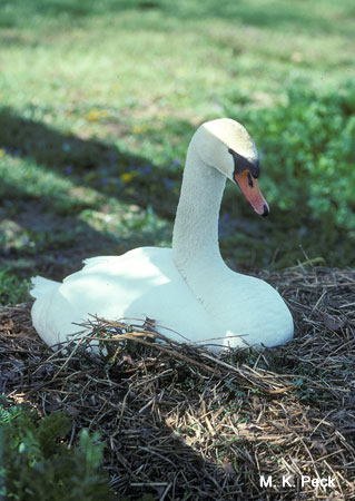 Photo (18): Mute Swan