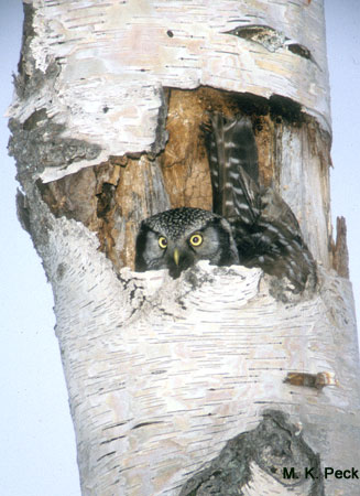 Photo (9): Northern Hawk Owl