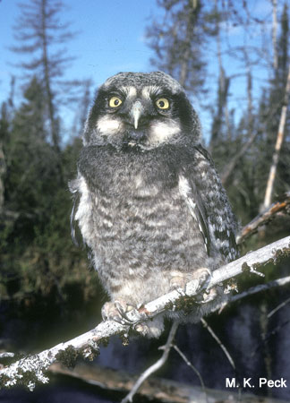 Photo (11): Northern Hawk Owl
