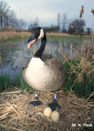 Photo (21): Canada Goose