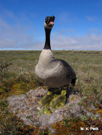 Photo (22): Canada Goose