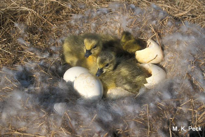 Photo (24): Canada Goose