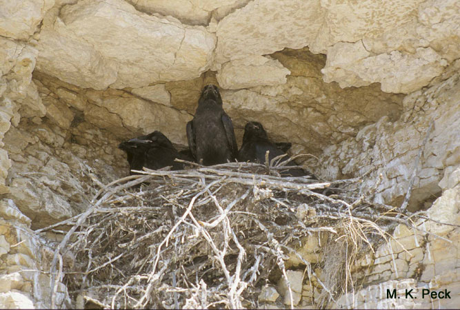 Photo (24): Common Raven