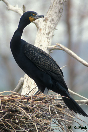 Photo (13): Double-crested Cormorant