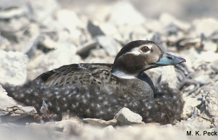 Photo (14): Long-tailed Duck