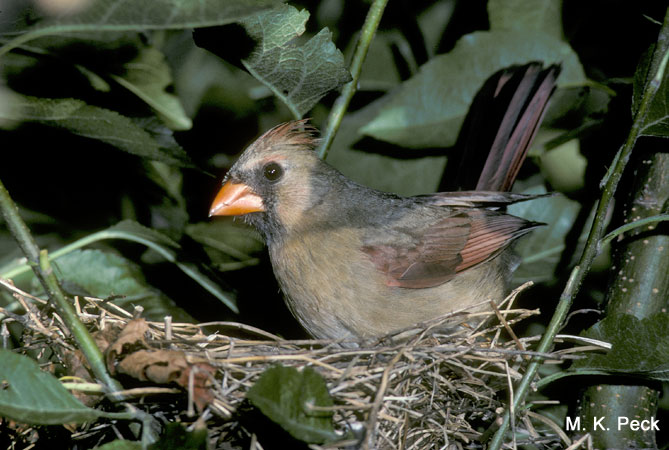 Photo (23): Northern Cardinal