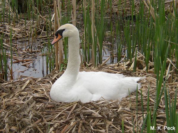 Photo (19): Mute Swan