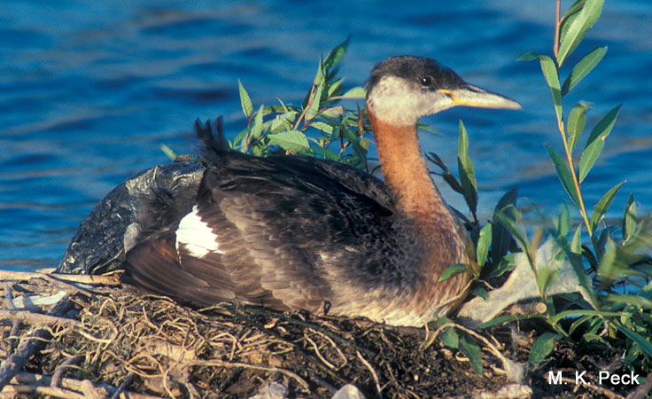 Photo (4): Red-necked Grebe