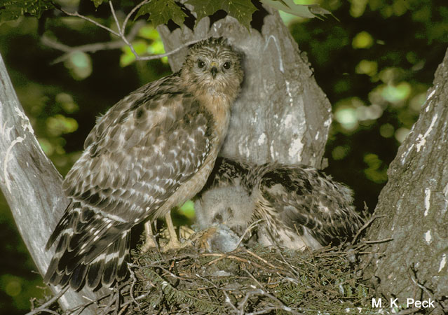 Photo (10): Red-shouldered Hawk