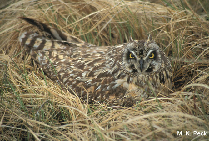 Photo (18): Short-eared Owl