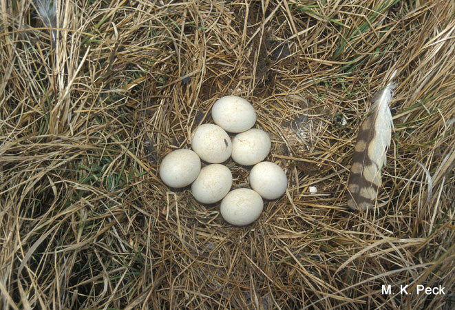 Photo (20): Short-eared Owl