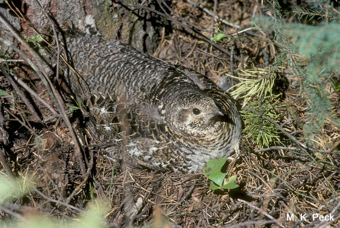Photo (8): Spruce Grouse