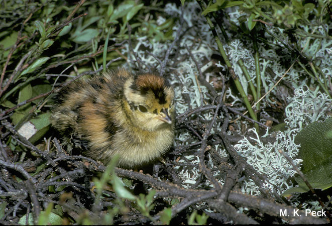 Photo (19): Spruce Grouse