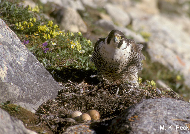 Photo (22): Peregrine Falcon