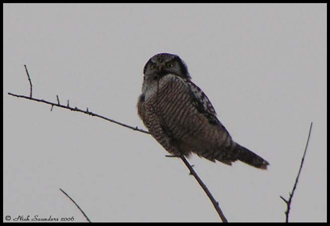 Photo (14): Northern Hawk Owl