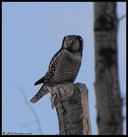 Photo (8): Northern Hawk Owl