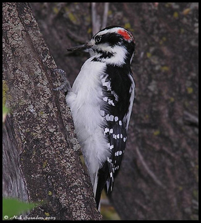 Photo (12): Hairy Woodpecker