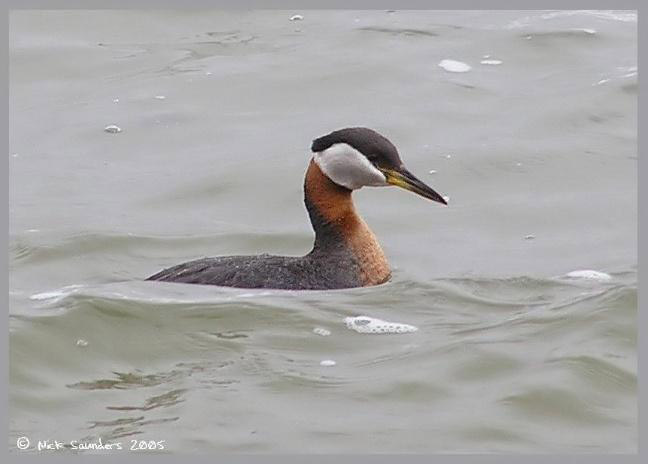 Photo (6): Red-necked Grebe