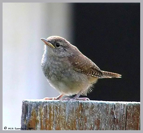 Photo (30): House Wren