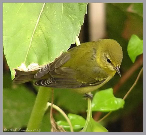 Photo (9): Tennessee Warbler