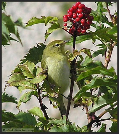 Photo (8): Tennessee Warbler