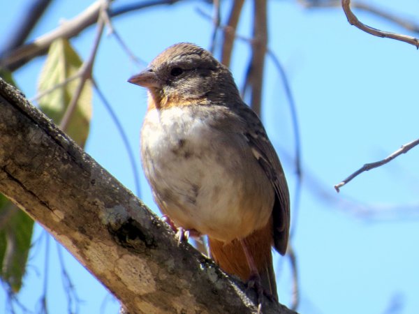 Photo (1): White-throated Towhee