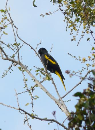 Photo (1): Yellow-winged Cacique