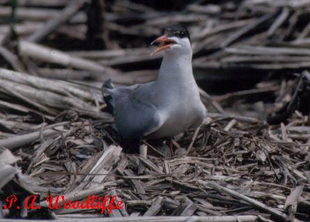 Photo (17): Forster's Tern