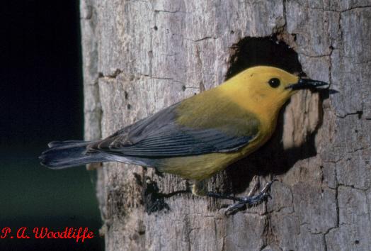 Photo (22): Prothonotary Warbler