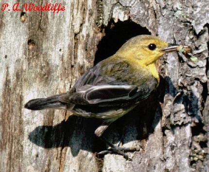 Photo (28): Prothonotary Warbler