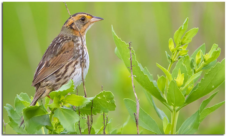 Photo (3): Saltmarsh Sparrow