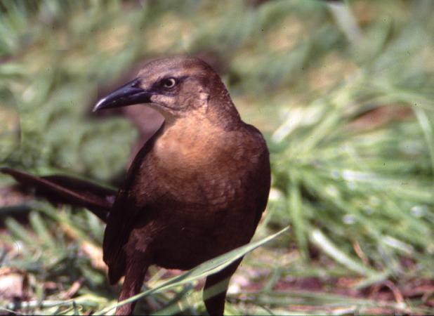 Photo (8): Great-tailed Grackle