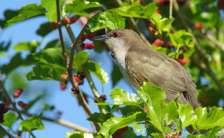 Photo (2): Black-billed Cuckoo
