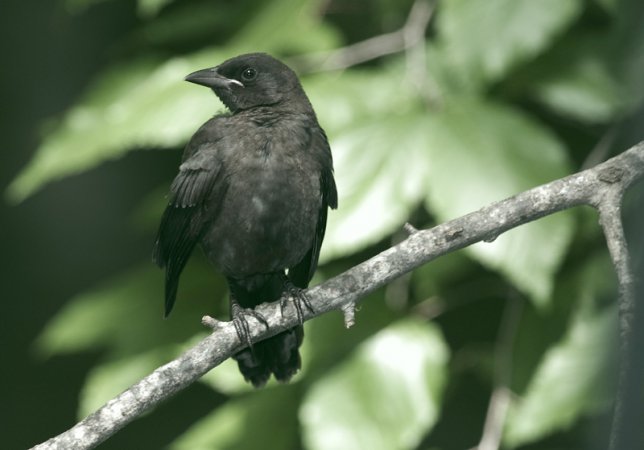 Photo (21): Common Grackle