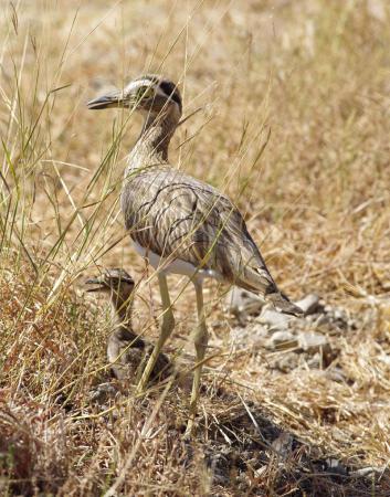 Photo (14): Double-striped Thick-knee