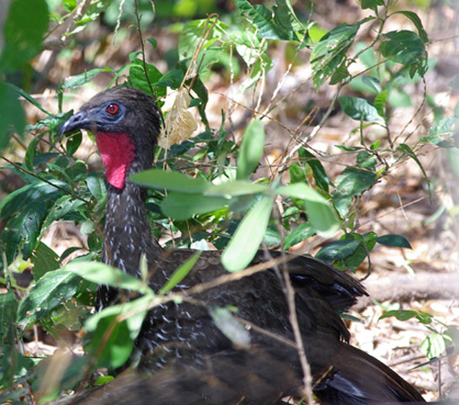 Photo (5): Crested Guan