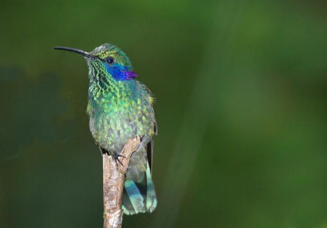 Photo (5): Green Violetear