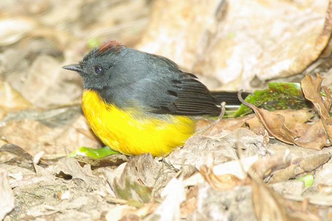 Photo (1): Slate-throated Redstart