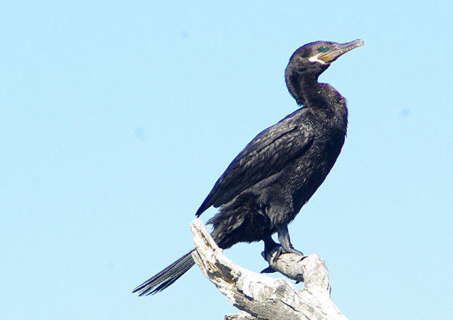 Photo (11): Neotropic Cormorant
