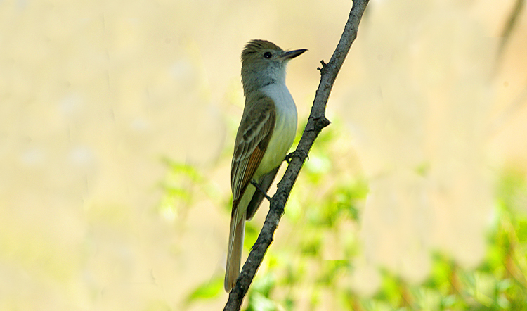 Photo (9): Brown-crested Flycatcher
