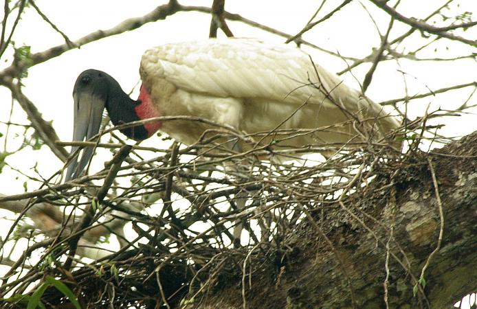 Photo (11): Jabiru